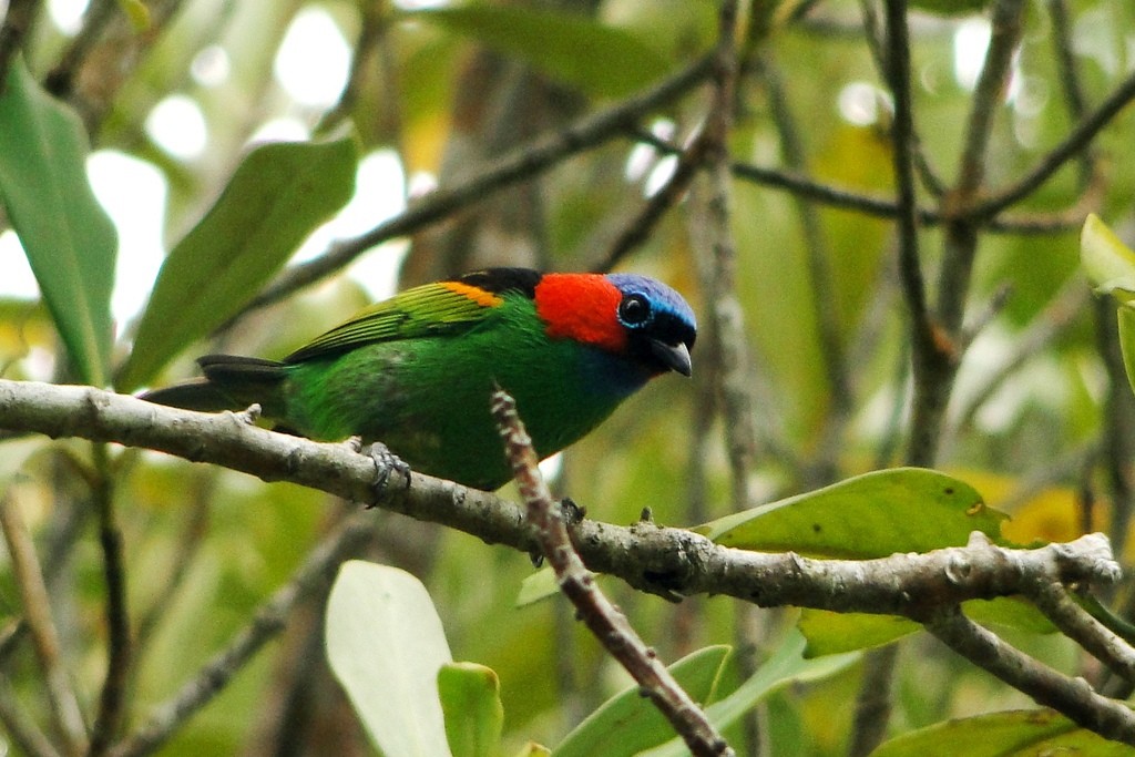 Red-necked Tanager - ML79546011