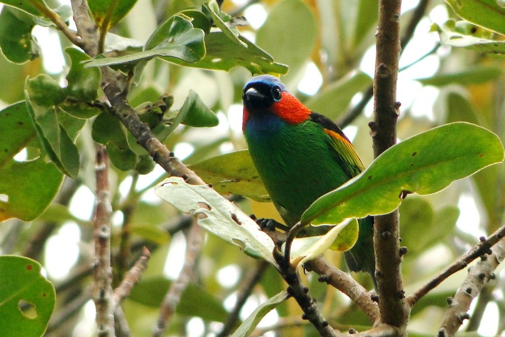 Red-necked Tanager - ML79546021