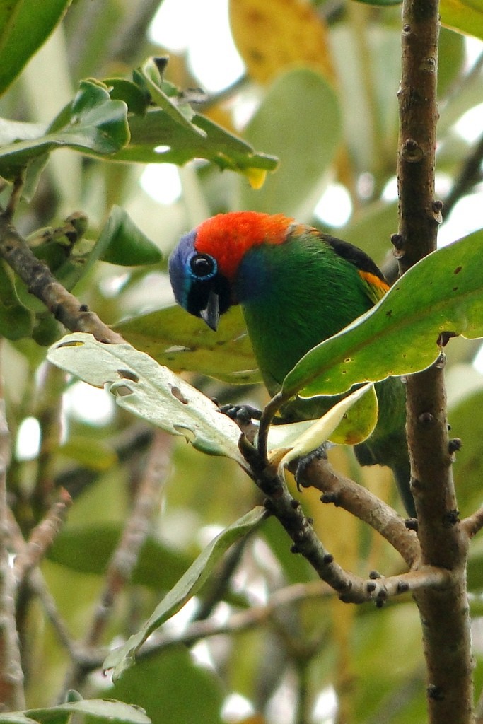 Red-necked Tanager - ML79546031