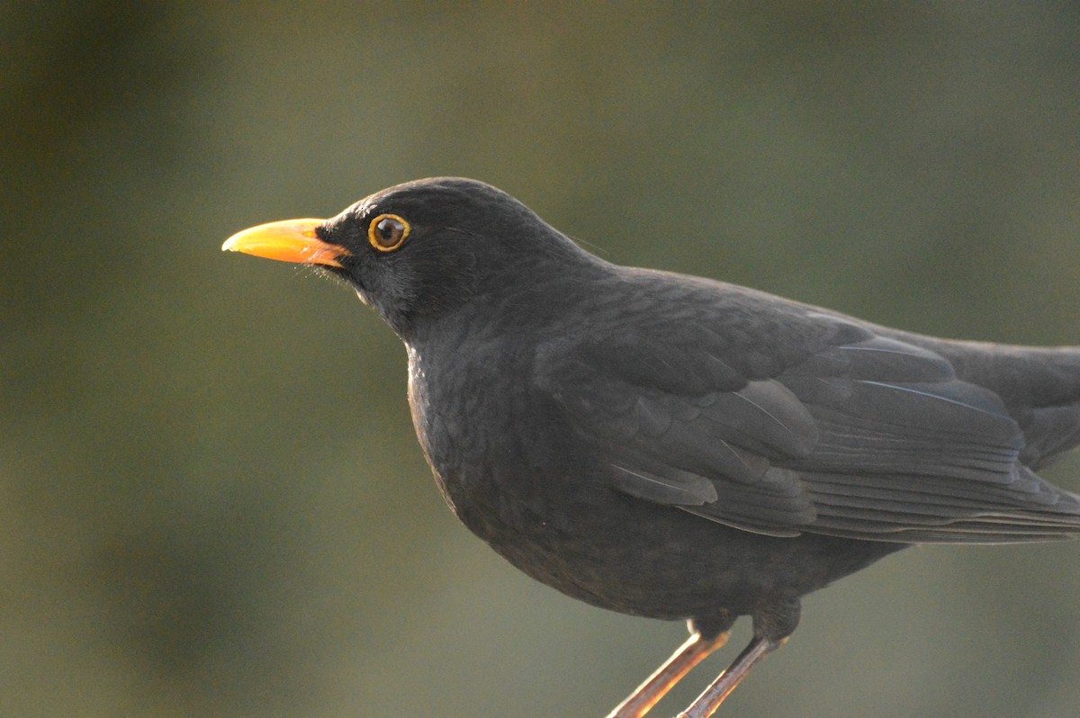 Eurasian Blackbird - Jaume Lopez Puigbó