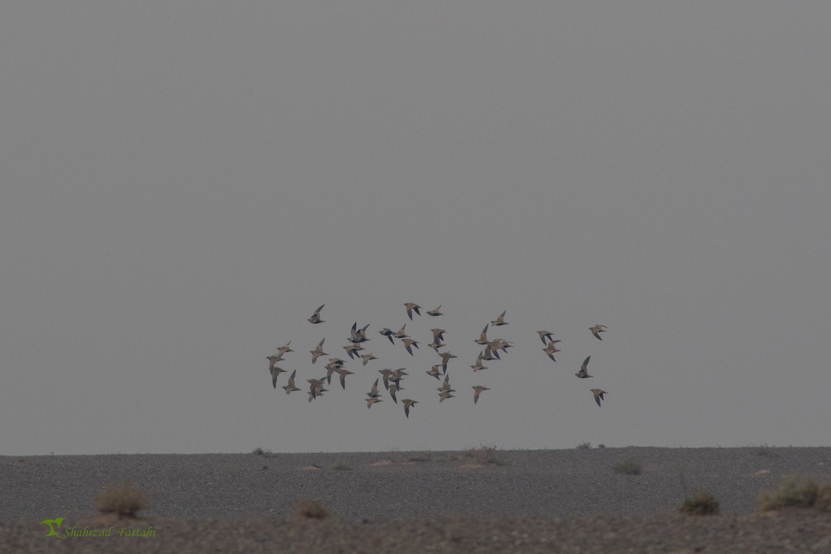 Black-bellied Sandgrouse - ML79550651