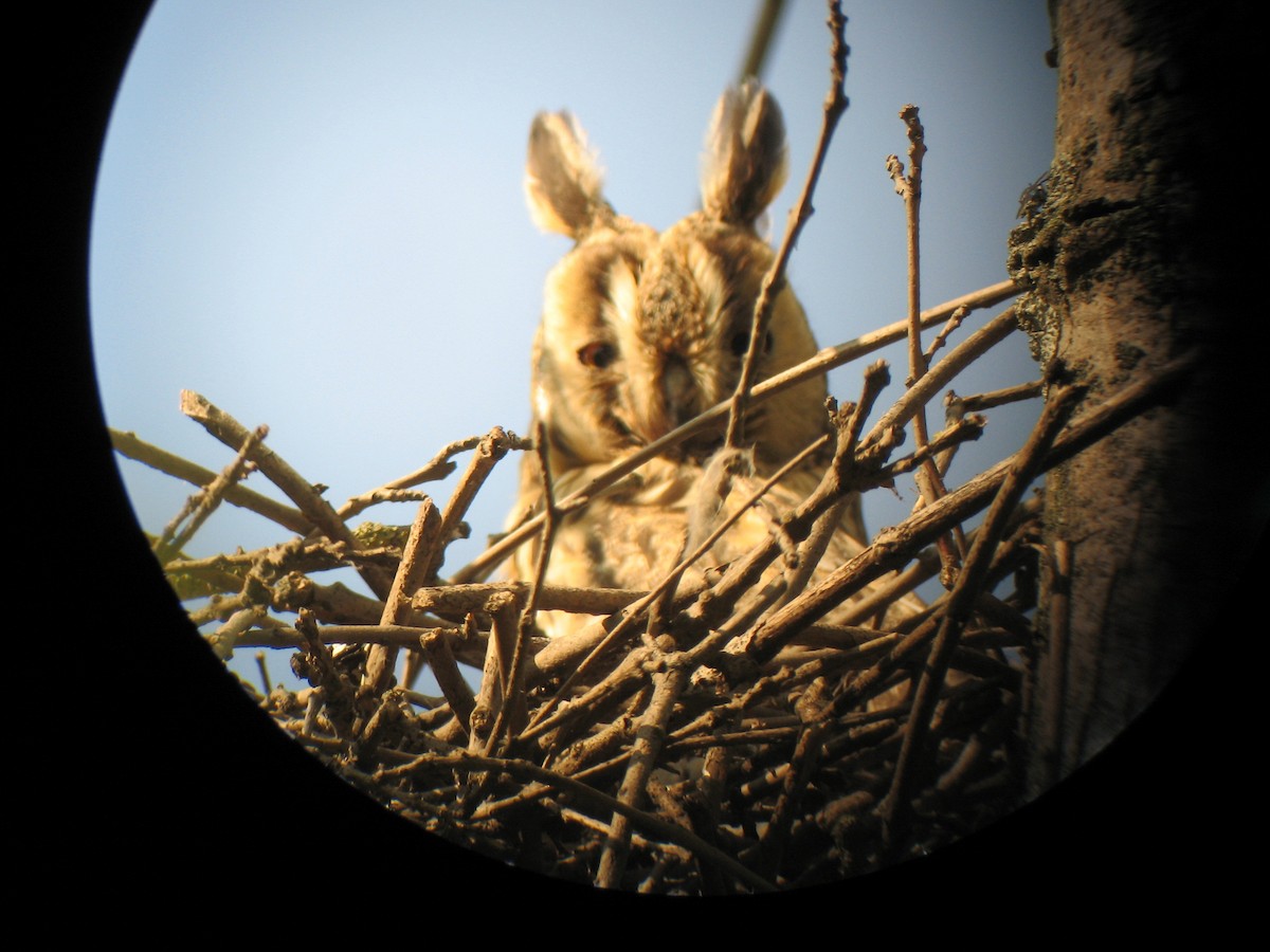 Long-eared Owl - ML79551481