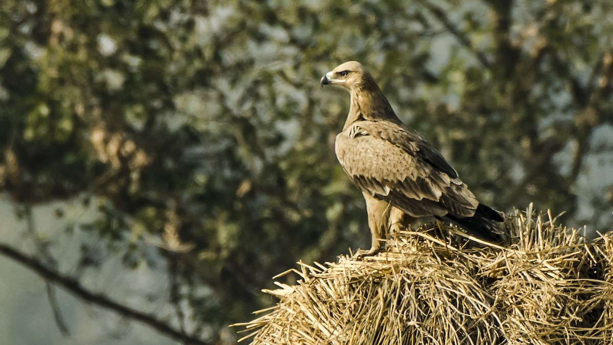 Tawny Eagle - ML79553311