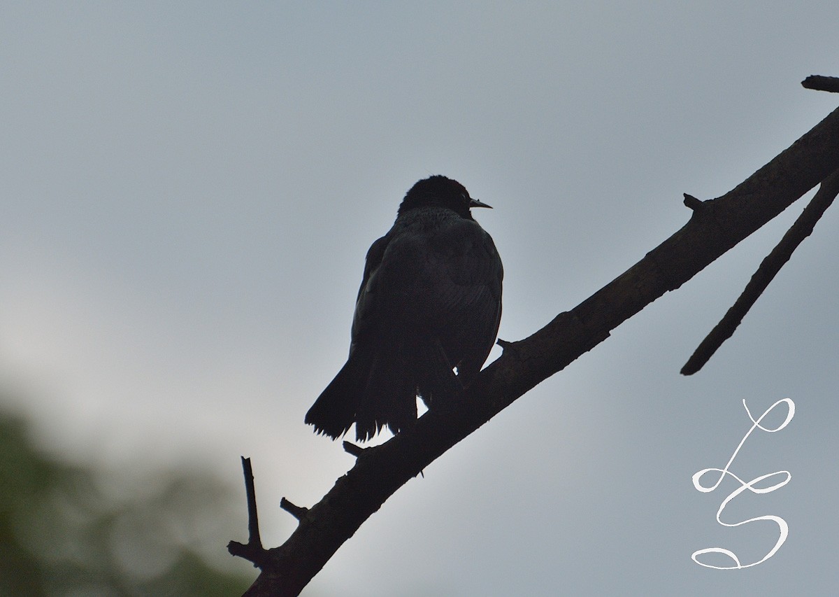 Unicolored Blackbird - ML79555581