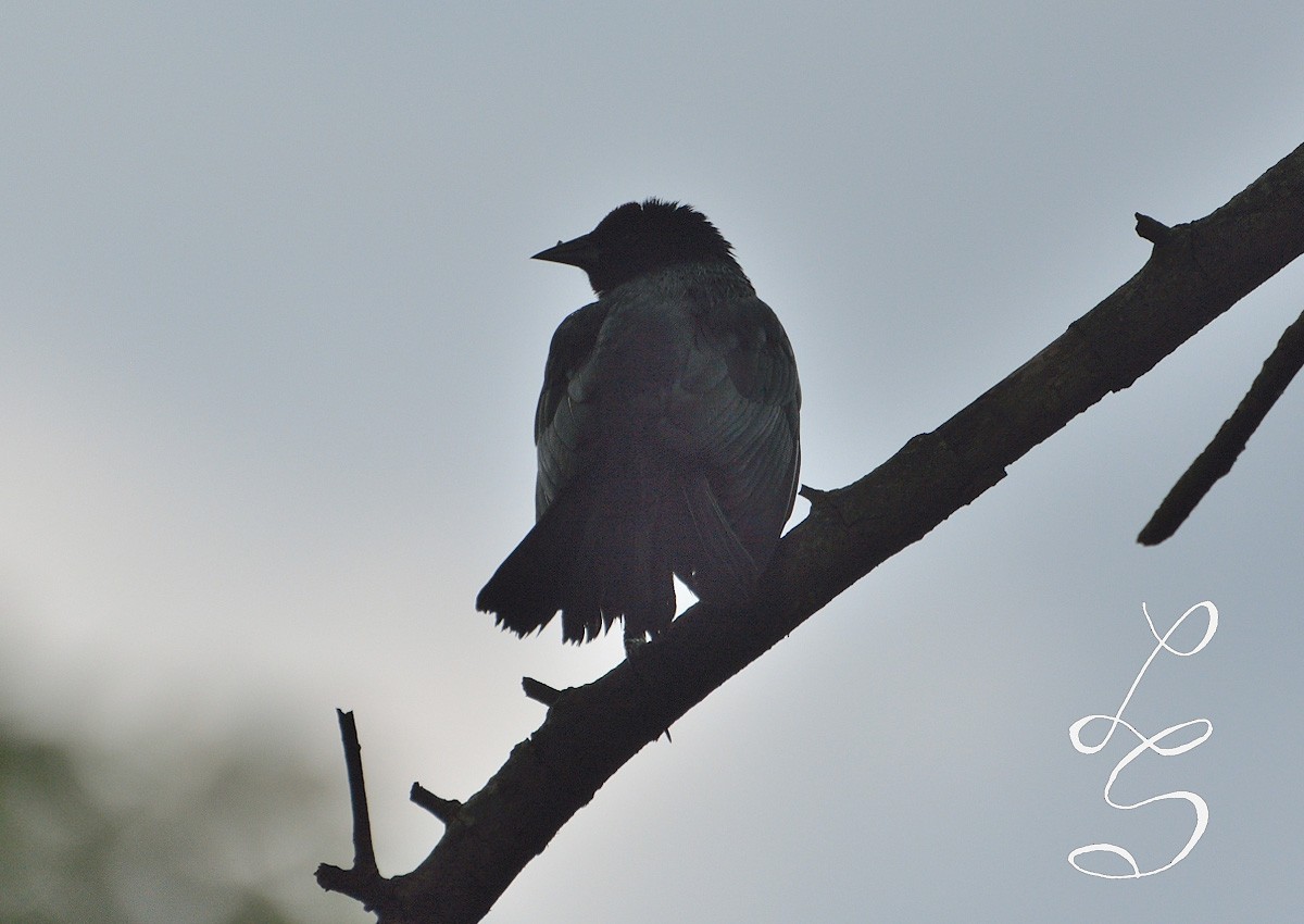 Unicolored Blackbird - ML79555591