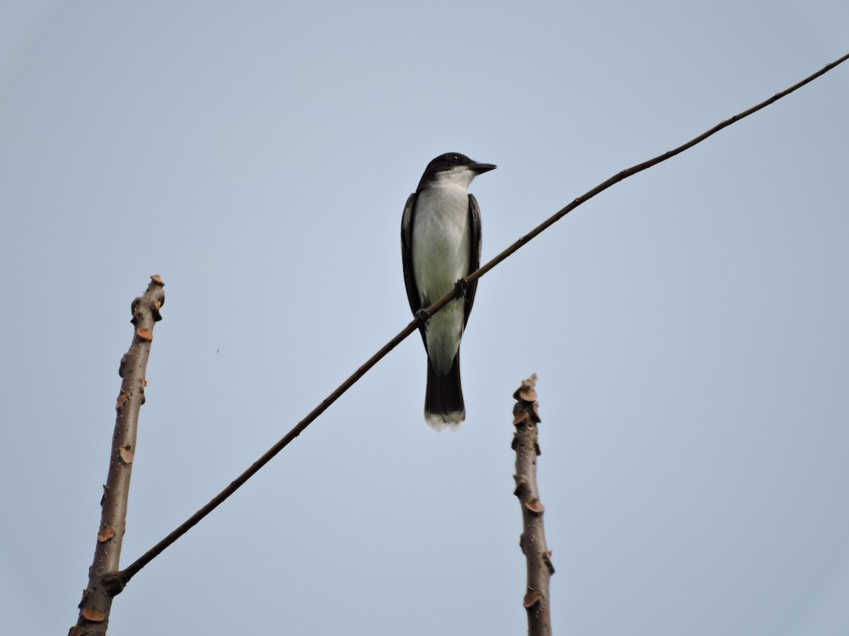Eastern Kingbird - ML79555621