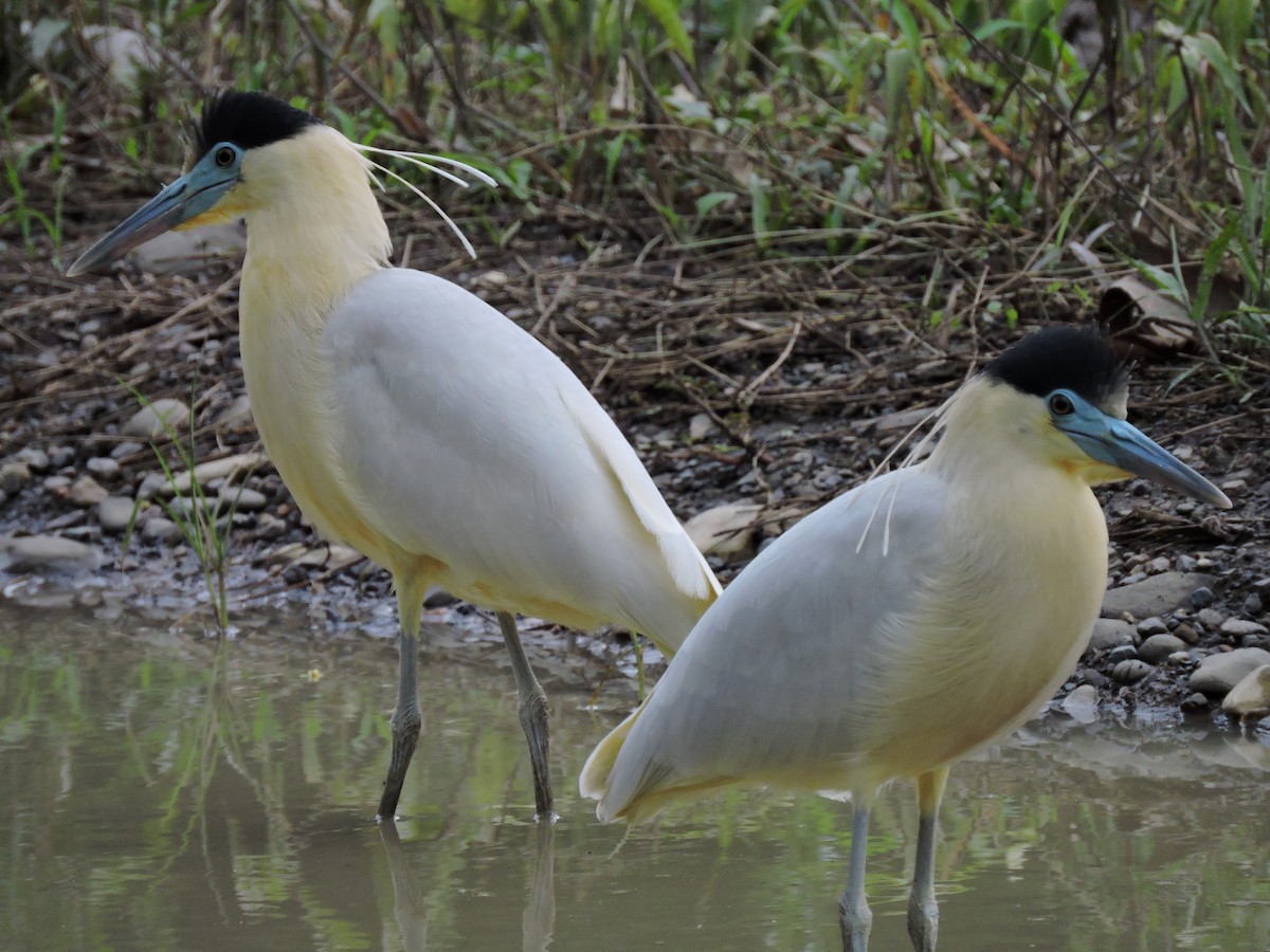 Capped Heron - ML79555651