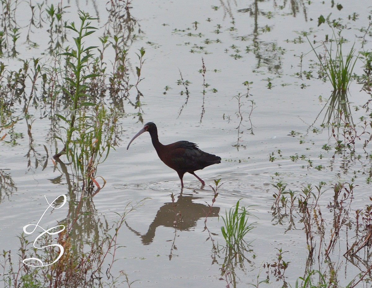 White-faced Ibis - ML79555681