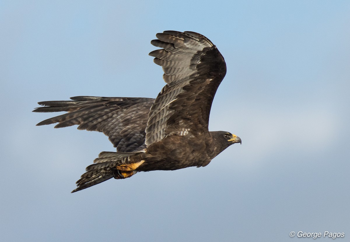 Galapagos Hawk - George Pagos