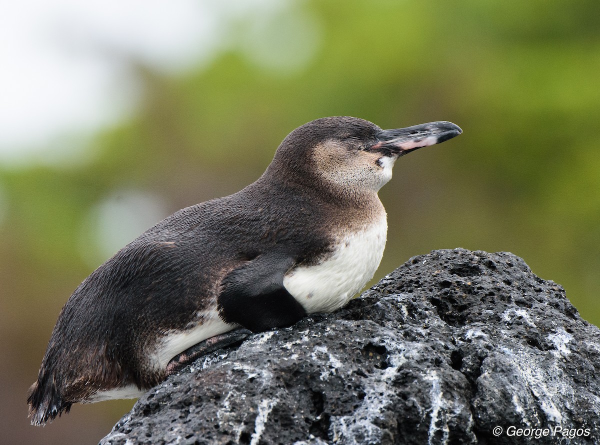 Galapagos Penguin - ML79556351