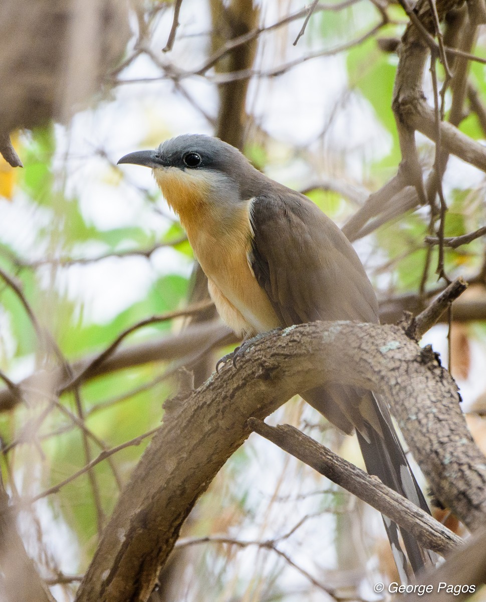 Dark-billed Cuckoo - ML79556581