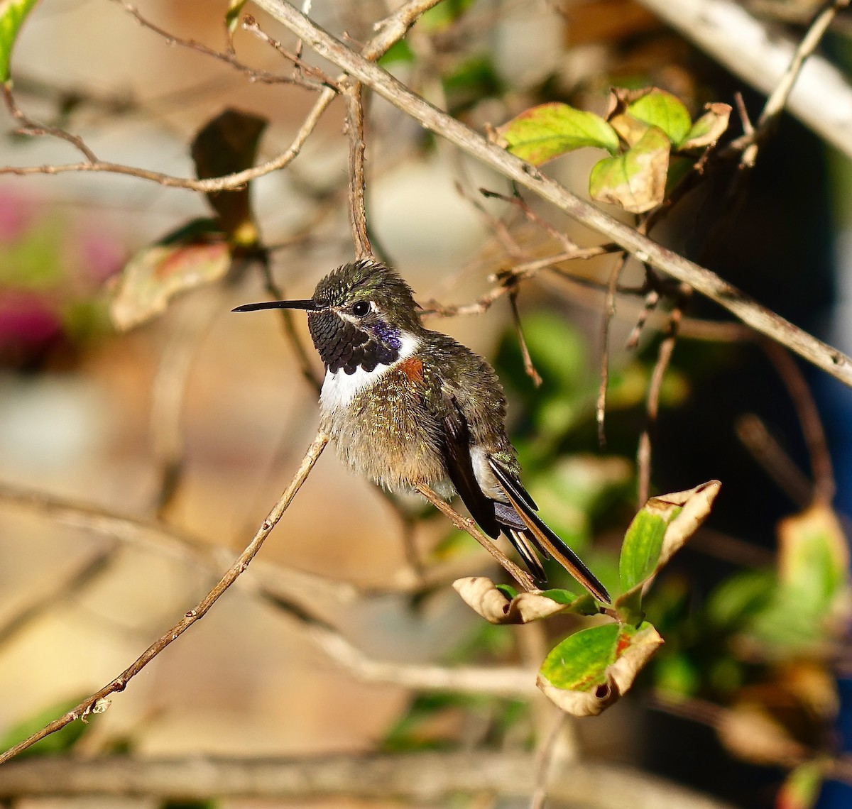 Colibri des Bahamas - ML79557721