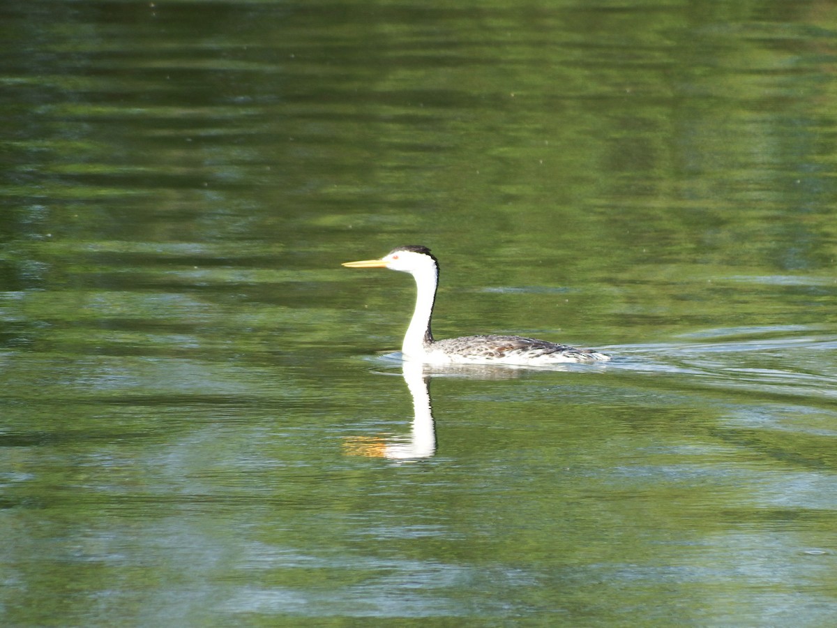 Clark's Grebe - Nicholas Sly