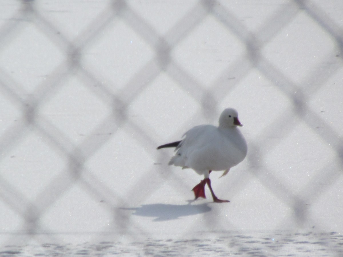 Ross's Goose - Susan Carpenter