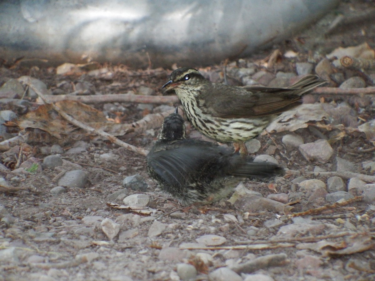 キタミズツグミ - ML79561051