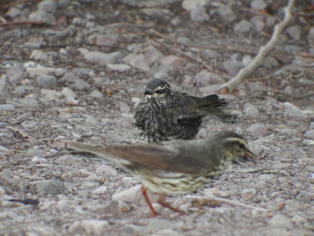 キタミズツグミ - ML79561061