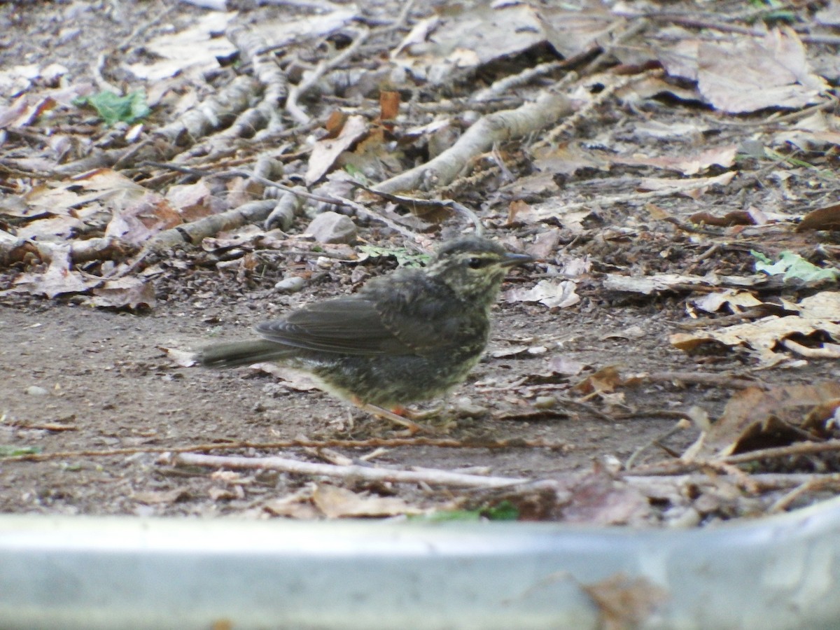 キタミズツグミ - ML79561091