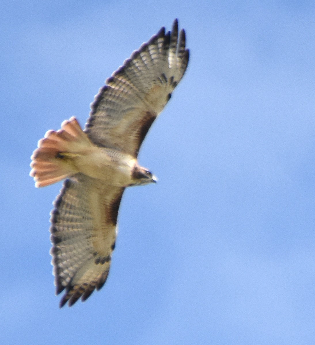 Buse à queue rousse (borealis) - ML79562951