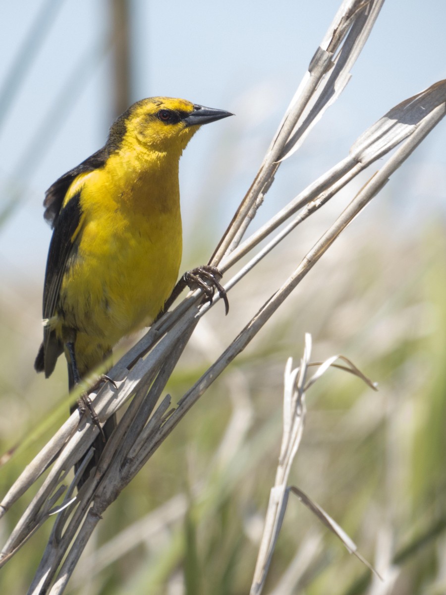 Saffron-cowled Blackbird - ML79564981
