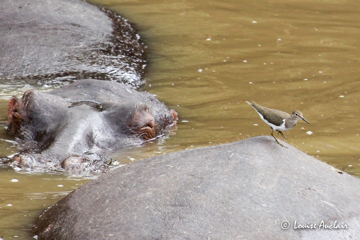 Common Sandpiper - ML79565841