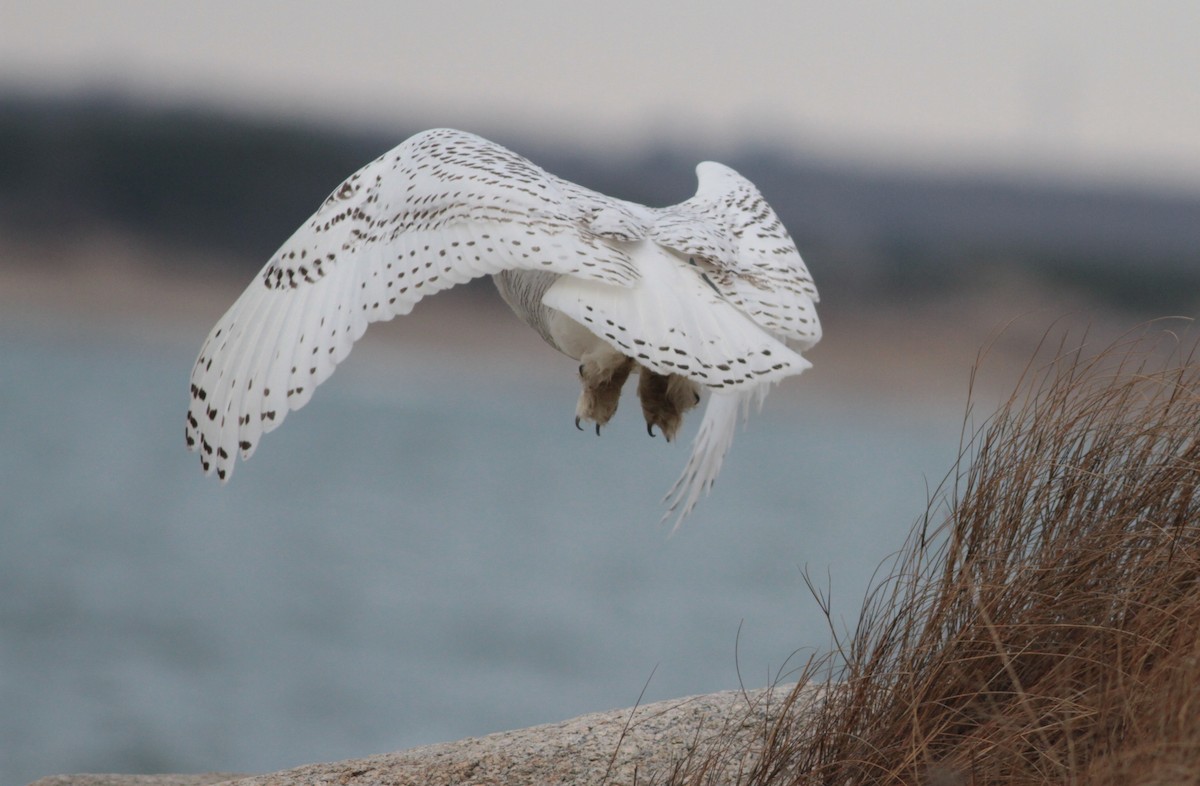 Snowy Owl - ML79567241