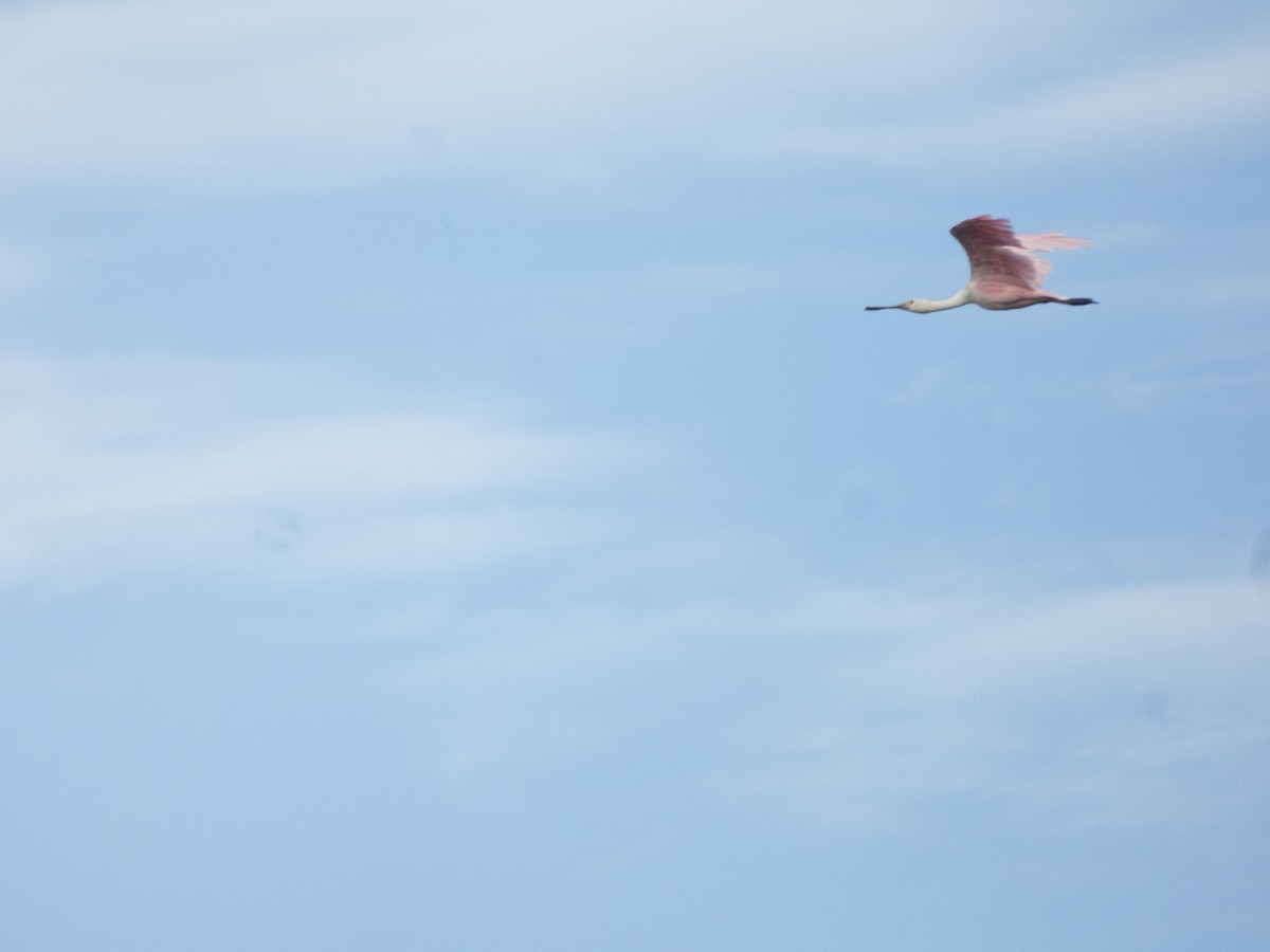 Roseate Spoonbill - Leandro Bareiro Guiñazú