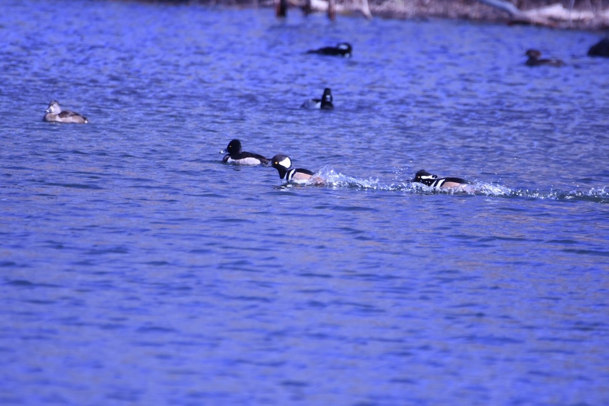 Hooded Merganser - ML79567831