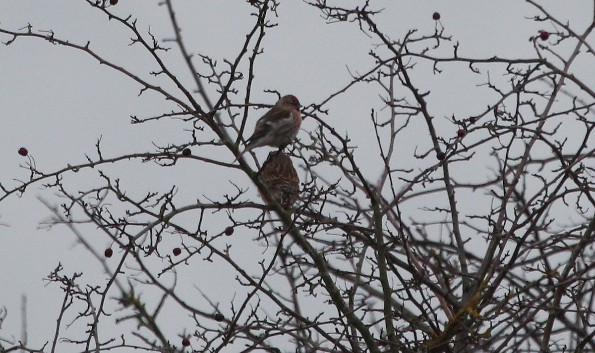 redpoll sp. - ML79568431