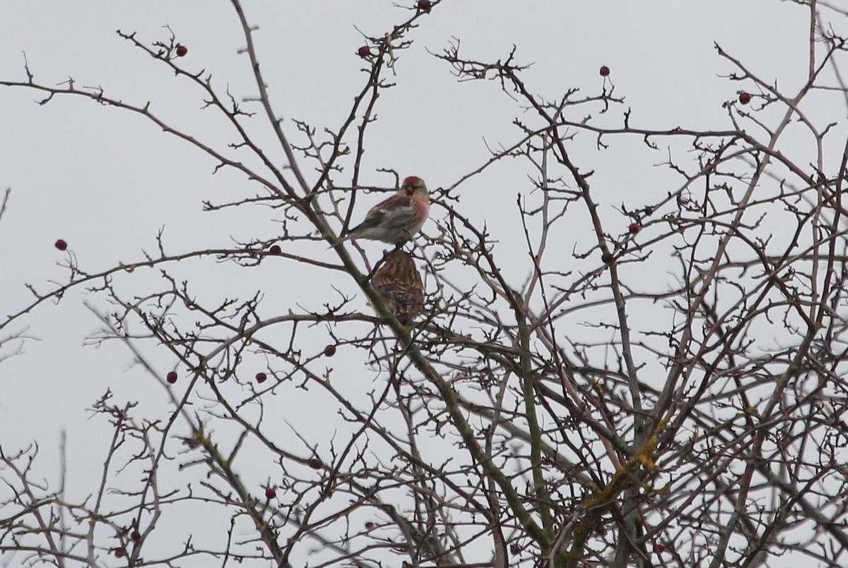 redpoll sp. - ML79568441