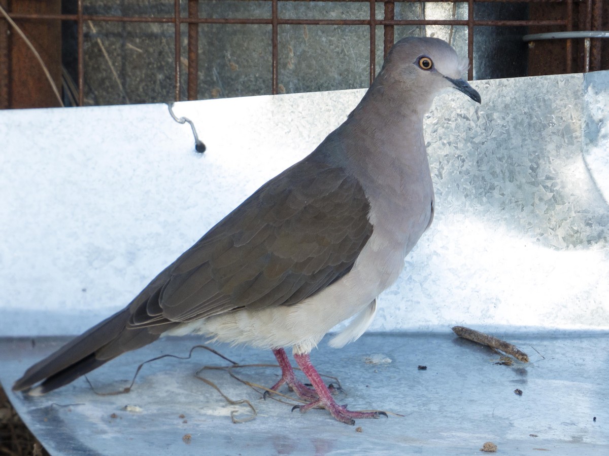 White-tipped Dove - ML79568471