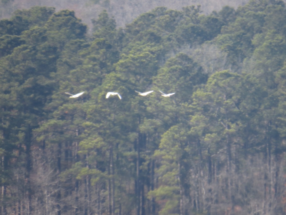 Tundra Swan - ML79570881