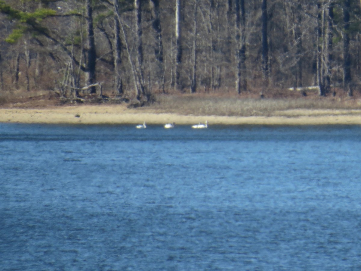 Tundra Swan - ML79570991