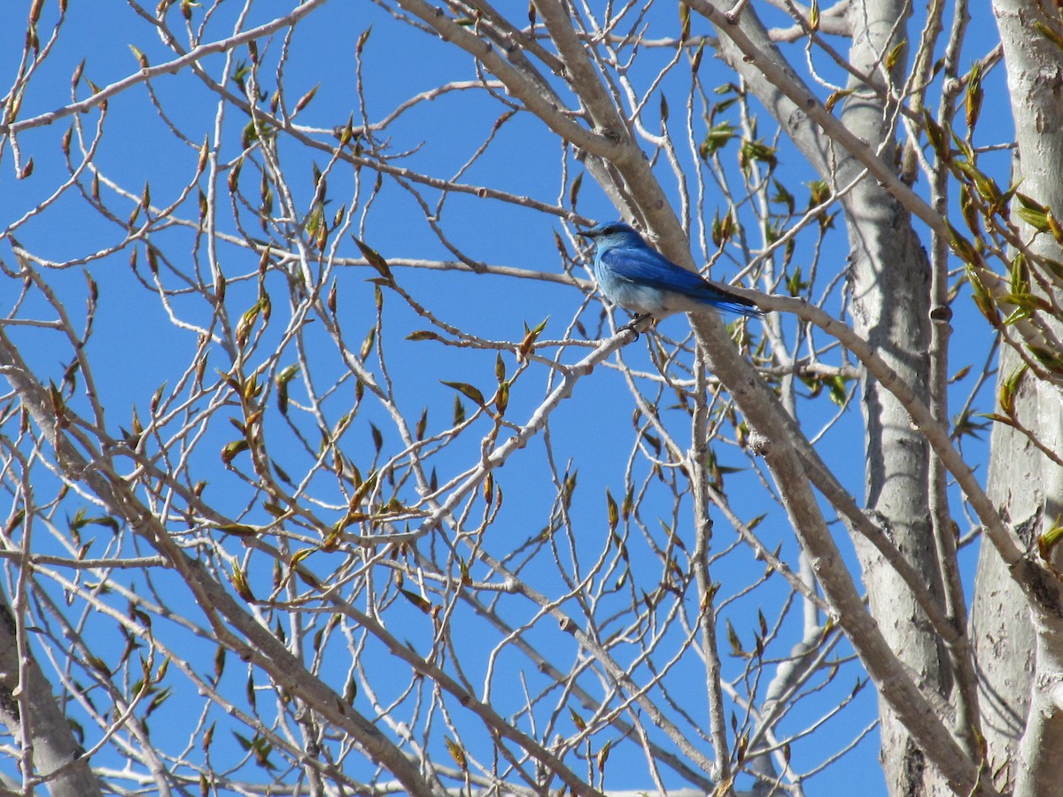 Mountain Bluebird - ML79572731