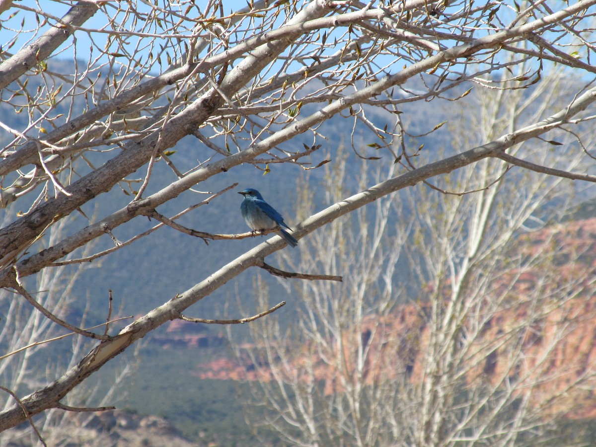 Mountain Bluebird - ML79572821