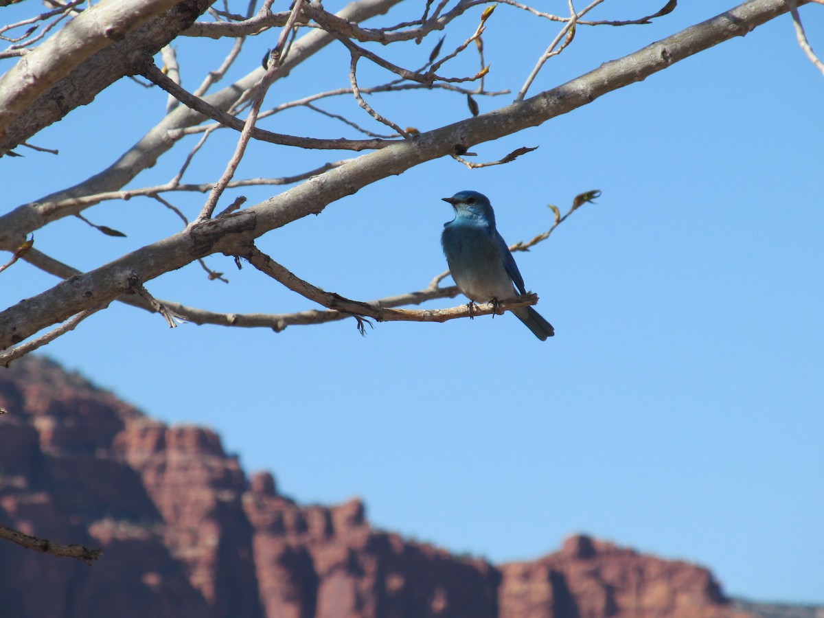 Mountain Bluebird - ML79573041