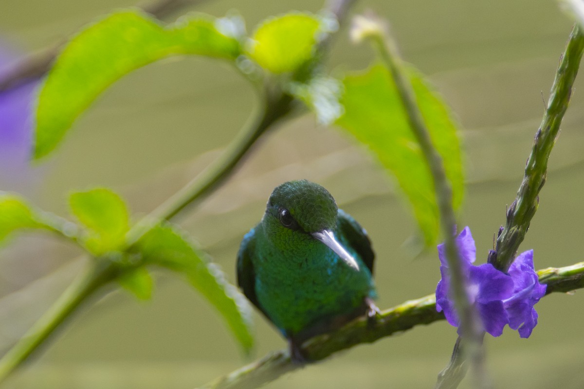 Hochland-Smaragdkolibri - ML79573571