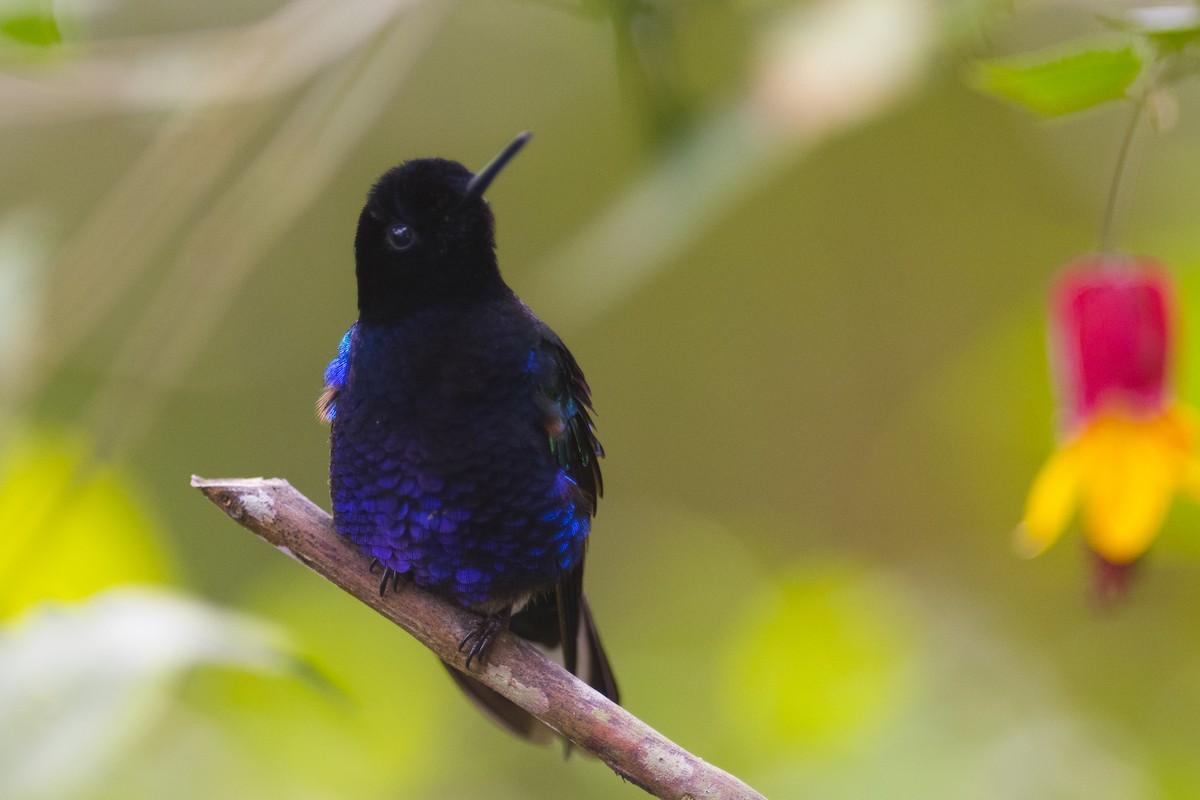 Colibrí Sietecolores - ML79573761