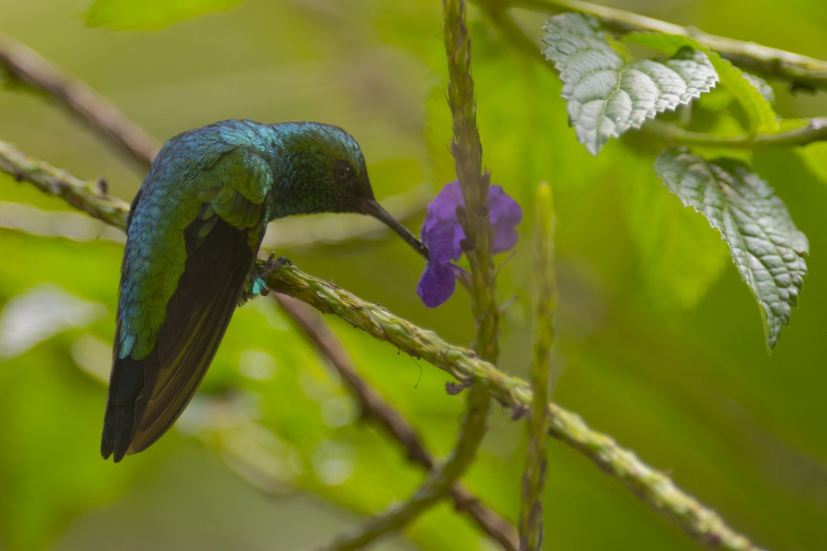 Western Emerald - ML79573811