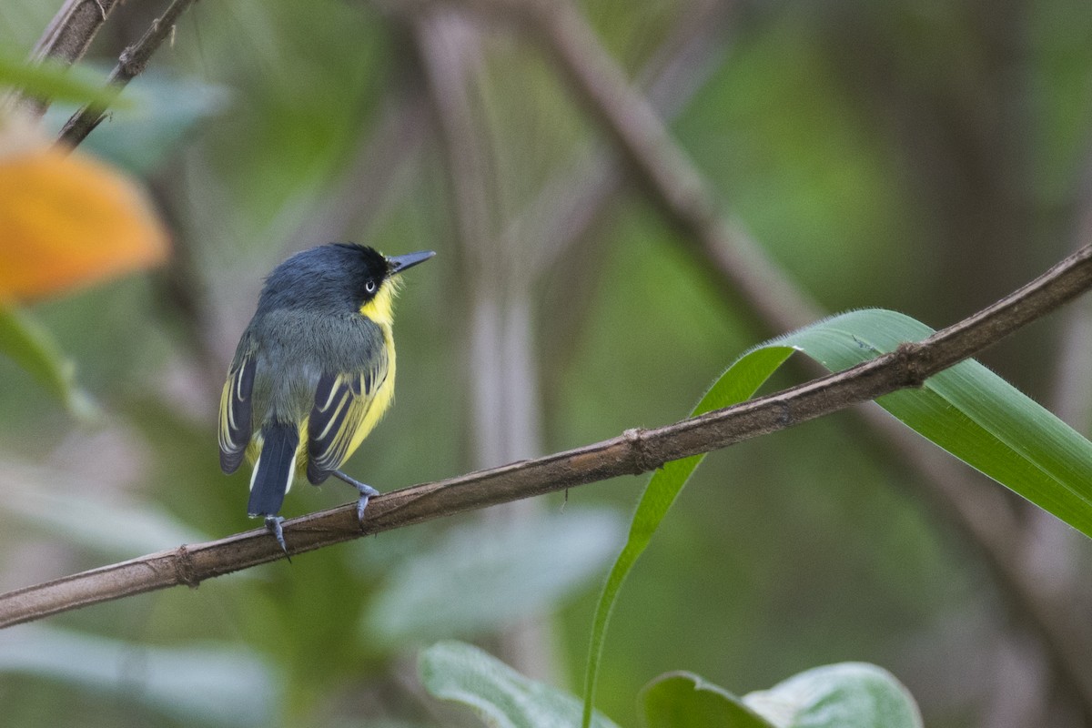 Common Tody-Flycatcher - ML79574061