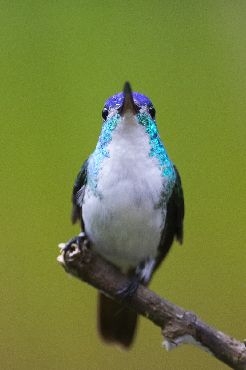 Andean Emerald - ML79574111