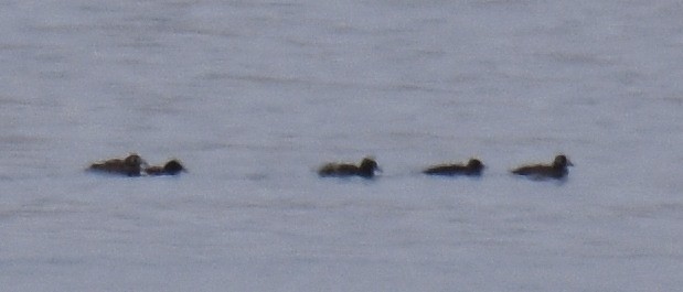 White-winged Scoter - ML79579371