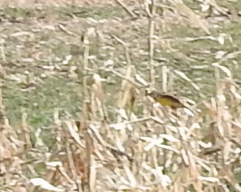 Eastern Meadowlark - Carlton Noll