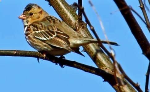 Harris's Sparrow - ML79581041