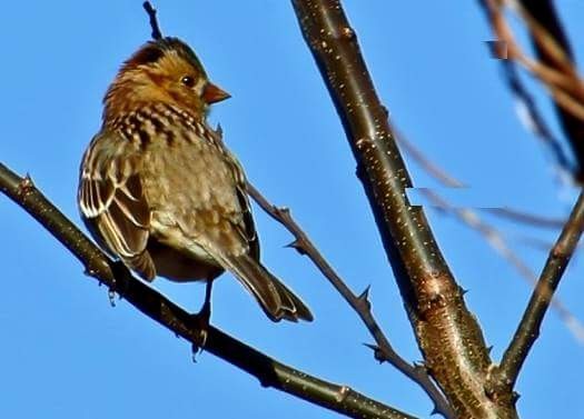 Harris's Sparrow - ML79581051