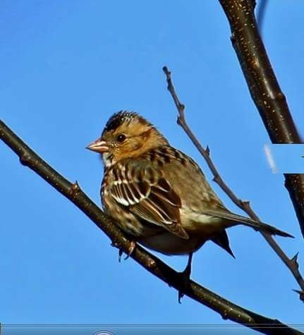 Harris's Sparrow - ML79581061