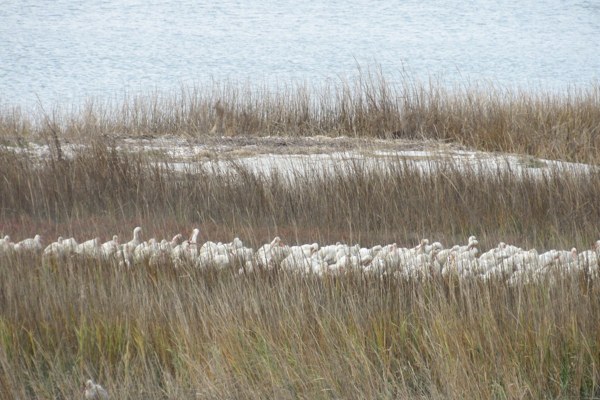 White Ibis - ML79581841