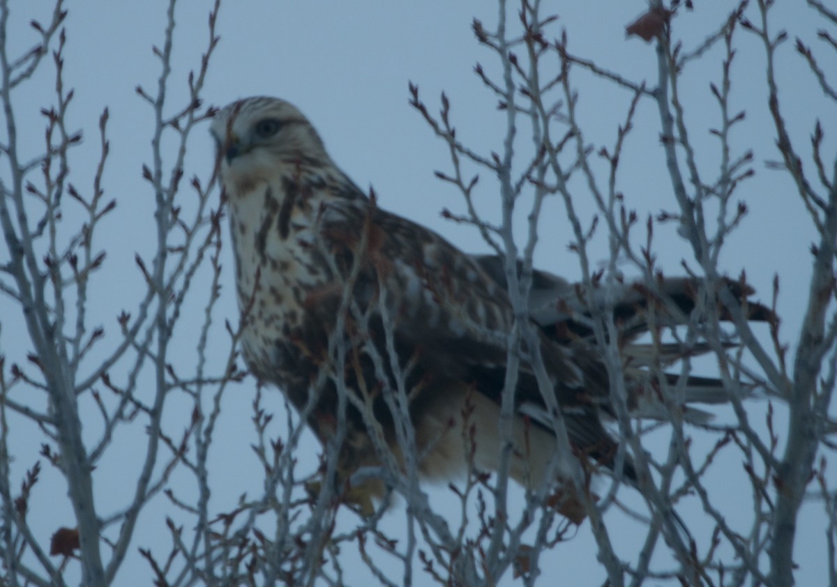 Raufußbussard - ML79582881