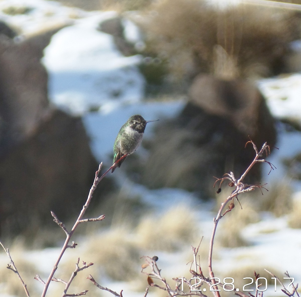 Anna's Hummingbird - ML79583841