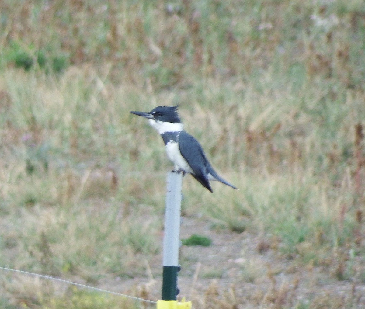 Belted Kingfisher - ML79585301