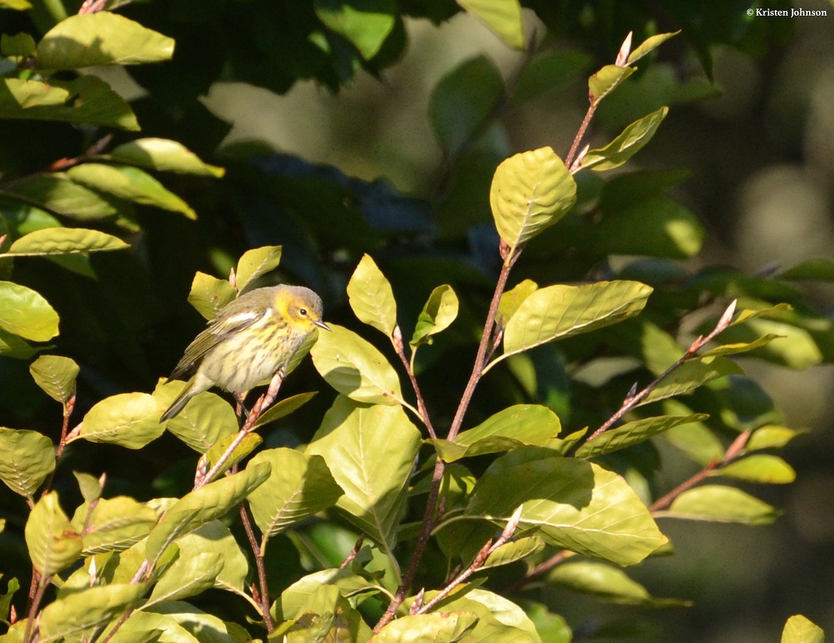 Paruline tigrée - ML79587011